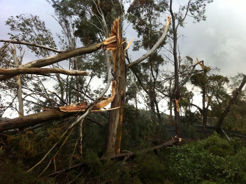 Trees snapped and debarked - consistent with tornado damage via Julie Marr