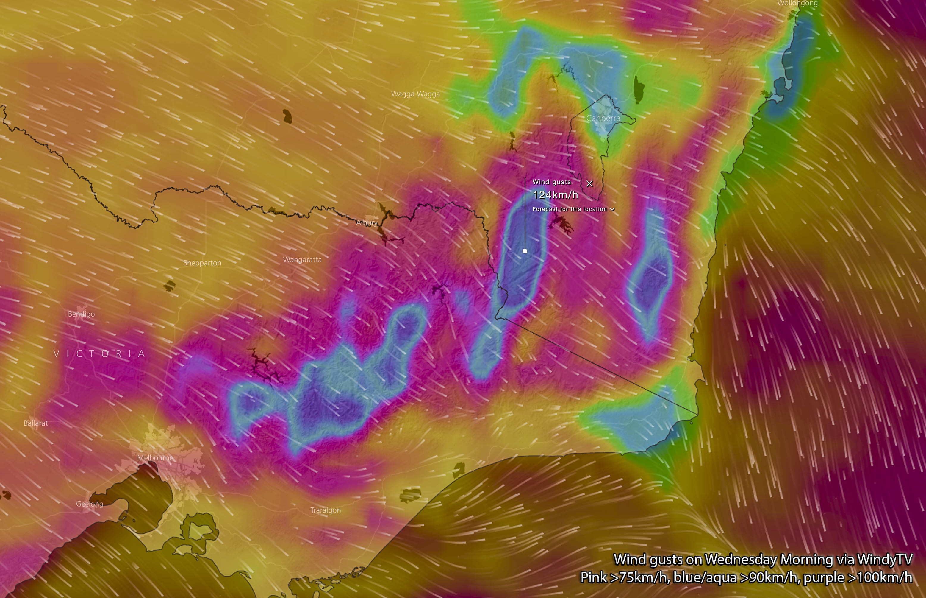 Forecast wind gusts on Wednesday morning, August 16th via WindyTV. Pink is over 75km/h, aqua/blue is over 90km/h and purple is over 100km/h