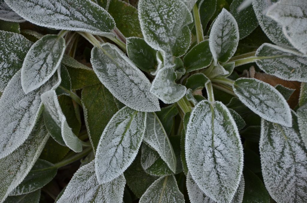 higgins-storm-chasing-frost-how-it-occurs-the-different-types