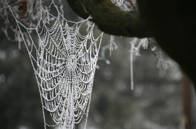 Frost crystalizes on a spider web dangling from an ornamental tree Friday, Nov. 29, 2013, in Prosser via Ross Courtney